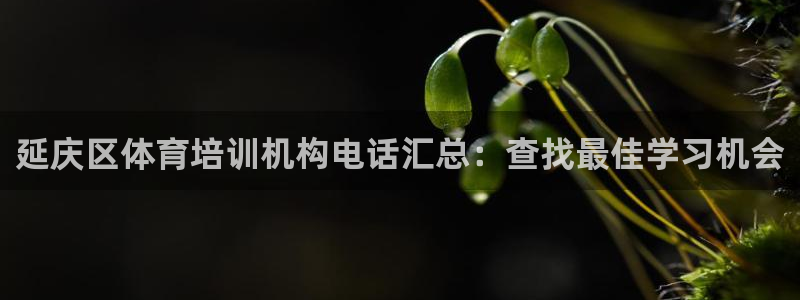 欧陆娱乐计划app官方正版安装下载：延庆区体育培训机构电话汇