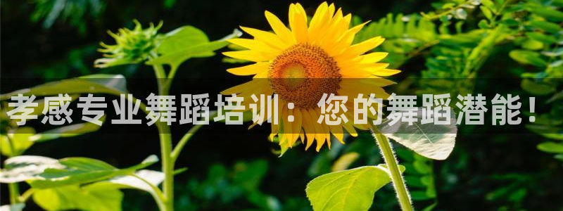 欧陆娱乐官网下载安装最新版苹果：孝感专业舞蹈培训：您